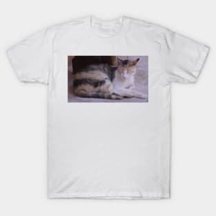 Abbey Cat T-Shirt